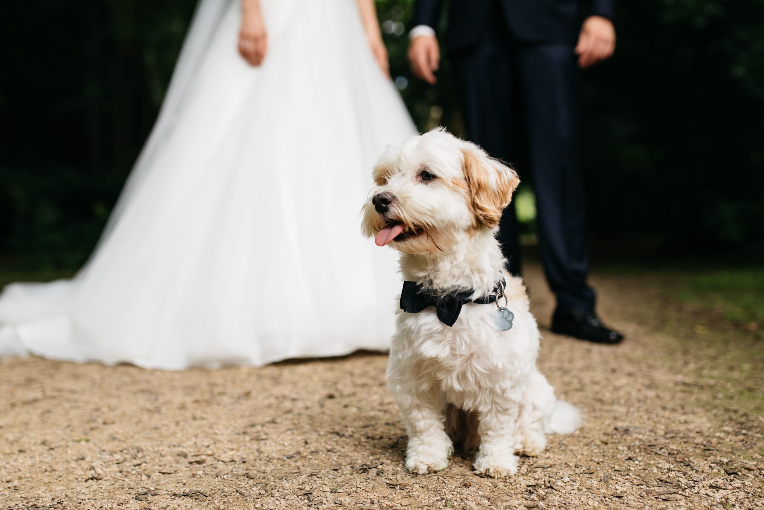 Hund am Hochzeitstag mit Brautpaar im Hintergrund, Hochzeitsplanung Deutschland, Lunaris Event Planning